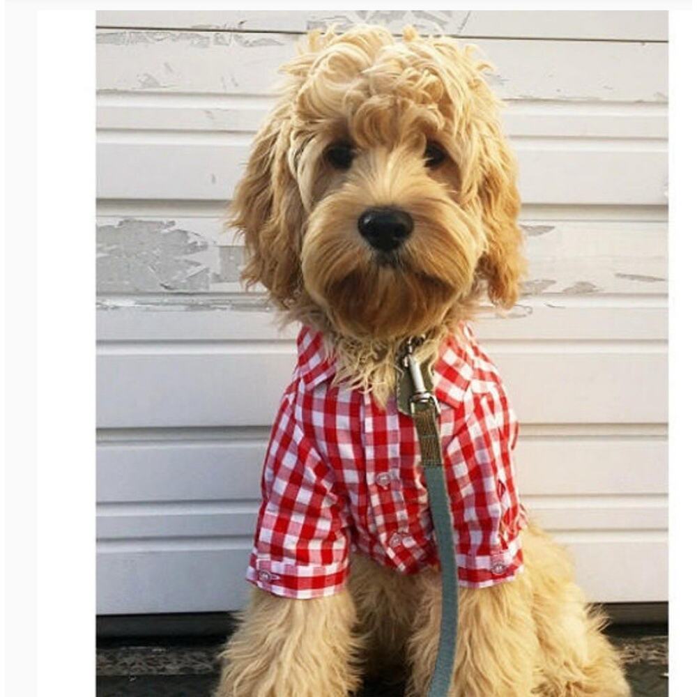 Dog Shirt For Medium Dog Blue And White Plaid